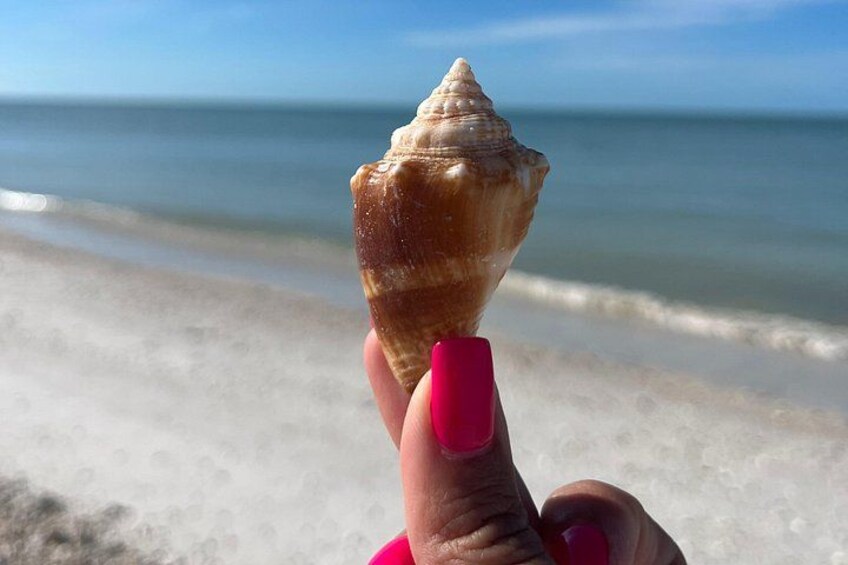 A hand holding a seashell against a beach backdrop. 3
