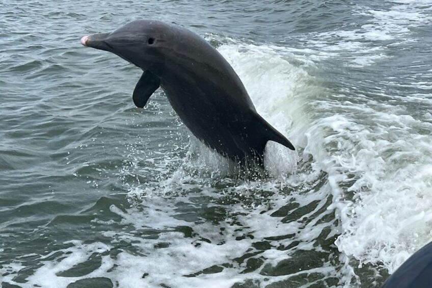 A dolphin jumping out of the water. 2