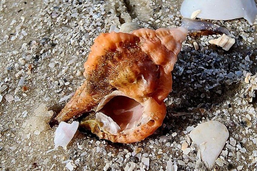 A seashell on a sandy beach with small pebbles and other shells around it. 4
