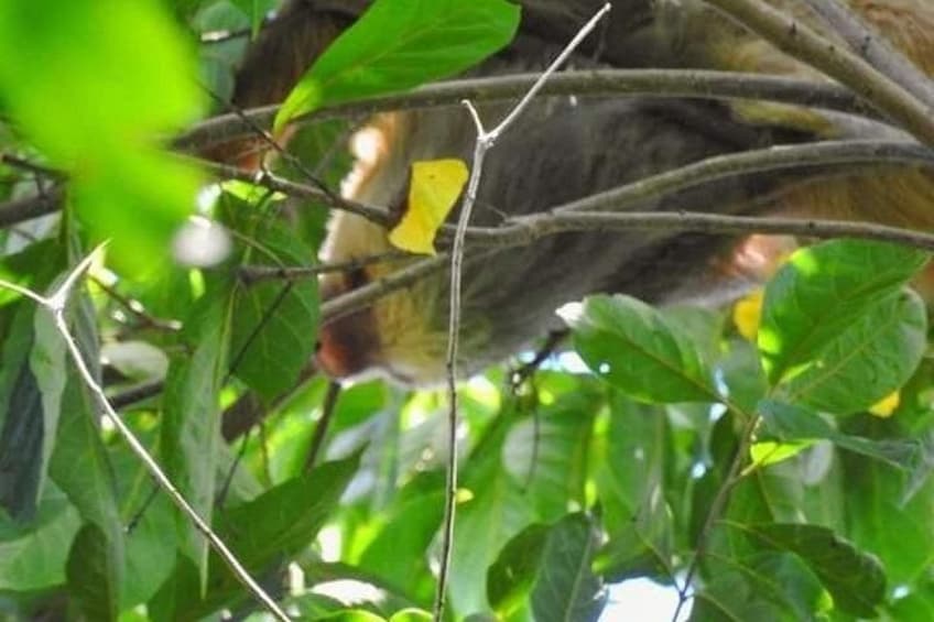 Un ave posada en una rama entre follaje verde. 4