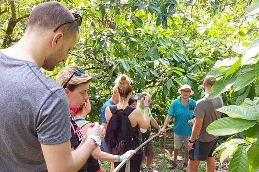 Chocolate and Coffee Tour Farm Don Jorge 1