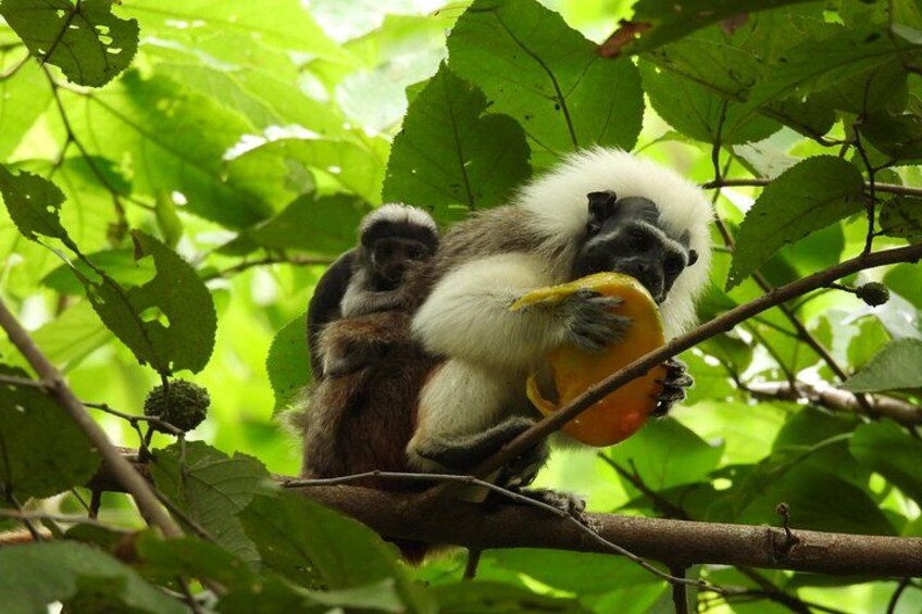 UTV Thrills & Horseback Ride at Wildlife Paradise Near Cartagena 4