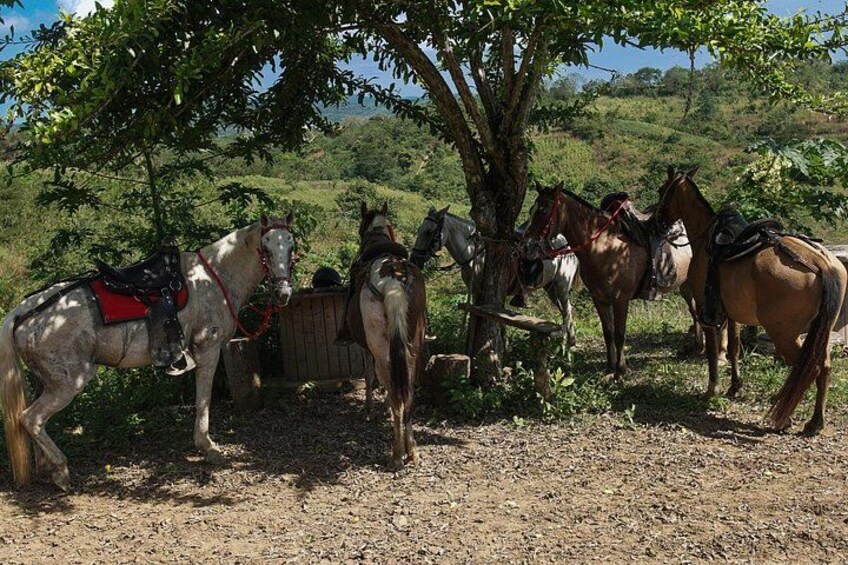 UTV Thrills & Horseback Ride at Wildlife Paradise Near Cartagena 3
