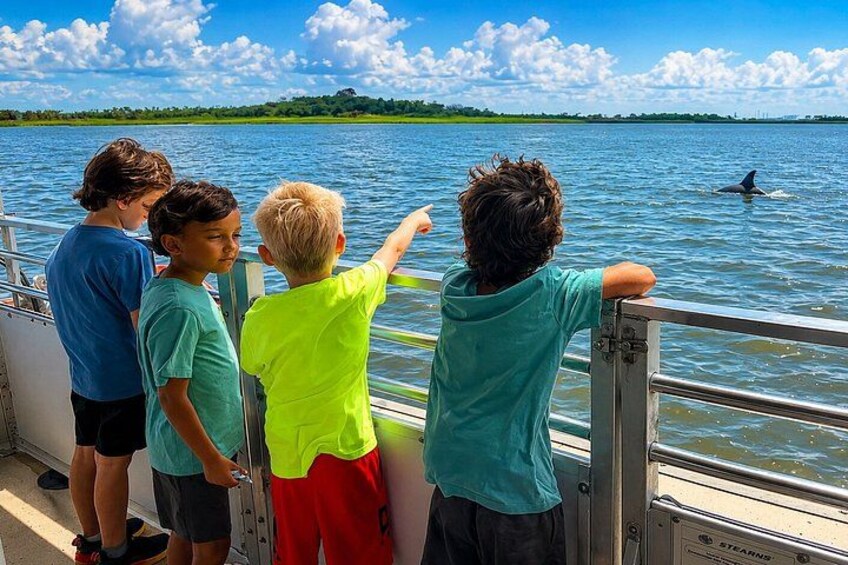 2 Hours Dolphin Eco Tour 2