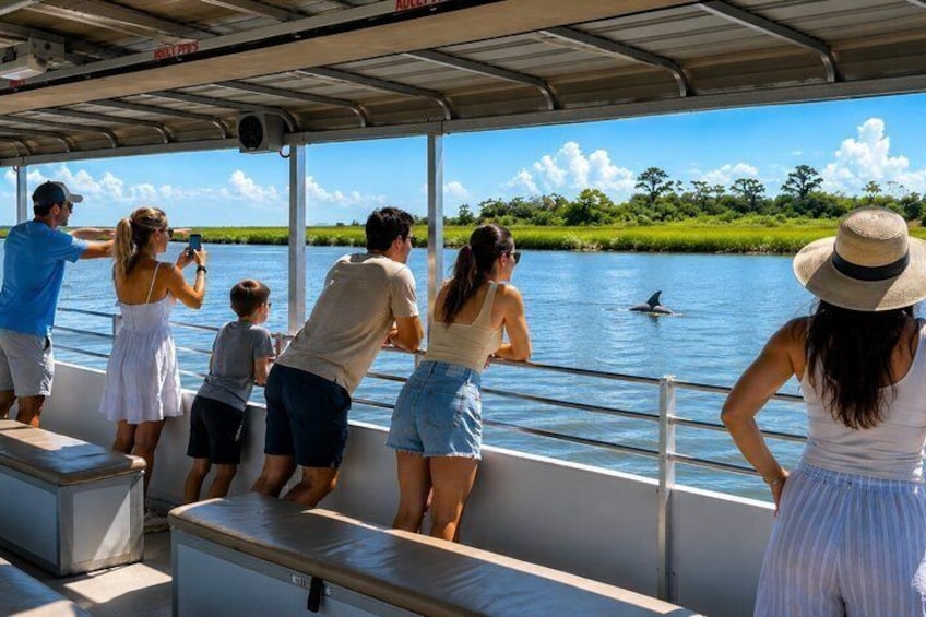 2 Hours Dolphin Eco Tour 3