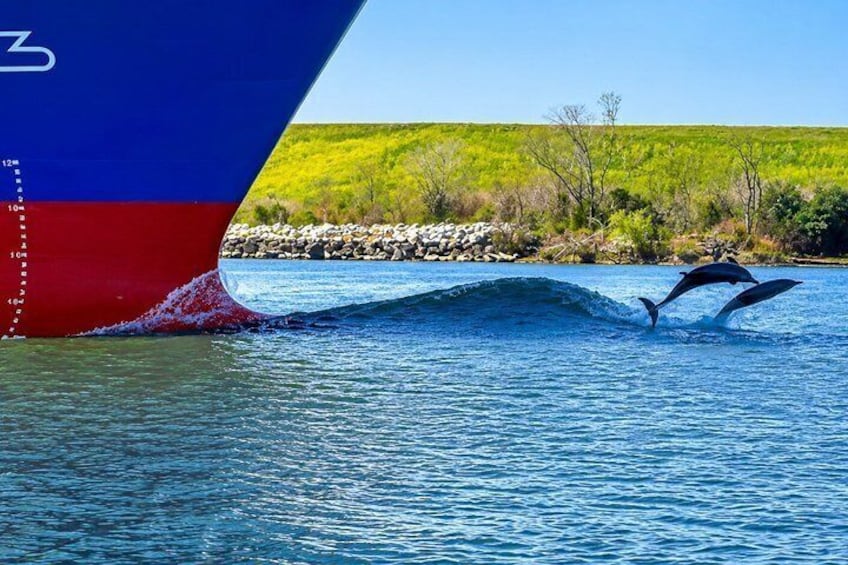 2 Hours Dolphin Eco Tour 1