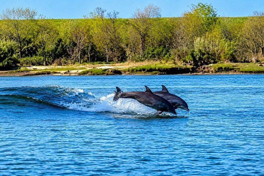 2 Hours Dolphin Eco Tour 2