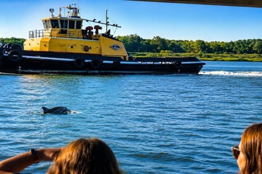 2 Hours Dolphin Eco Tour 2