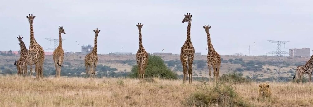 Picture 77 for Activity Nairobi National Park –Adventure at City’s Edge Free PickUp 3