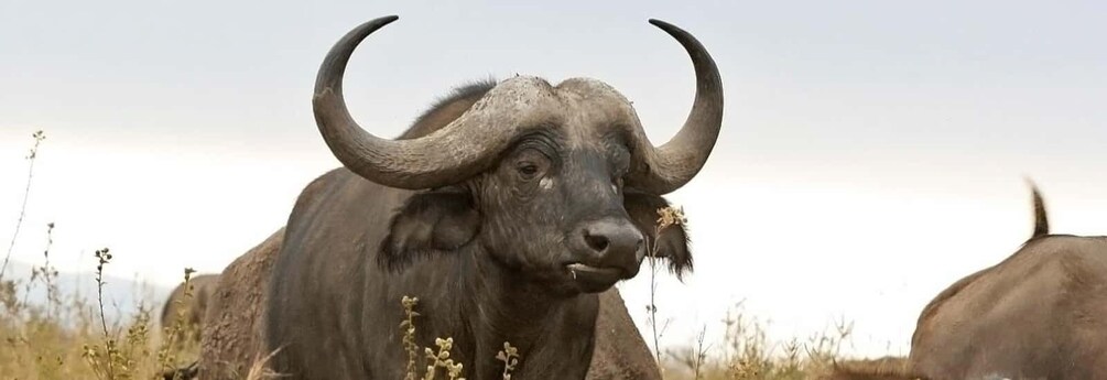 Nairobi National Park –Adventure at City’s Edge Free PickUp 4