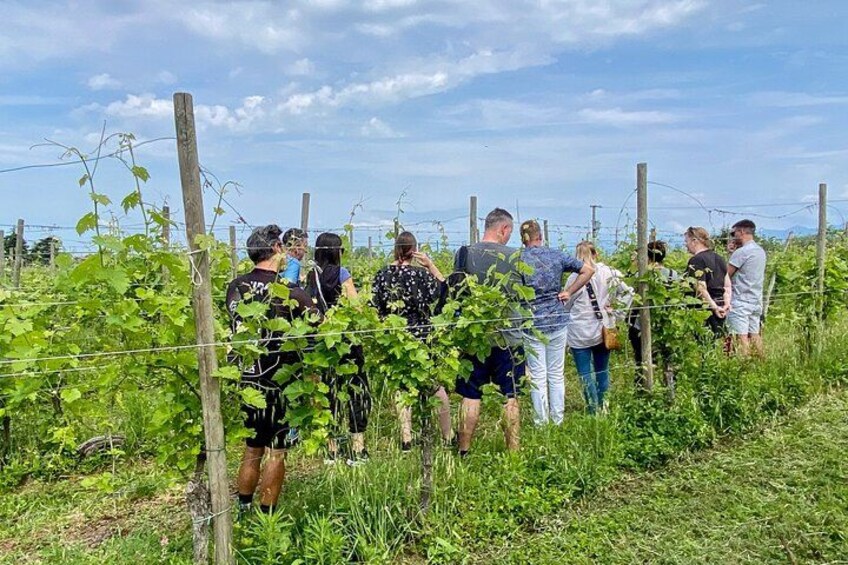A group of people standing in a vineyard. 5