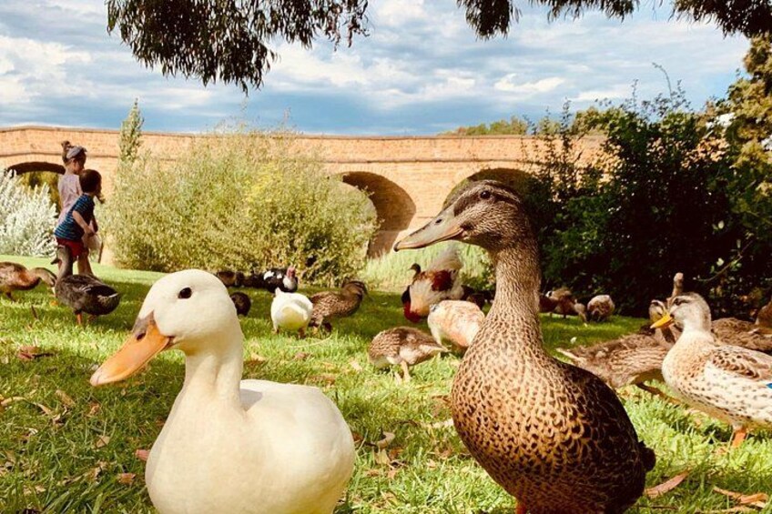 A duck pond with ducks and geese, a brick wall, and a tree in the background. 2