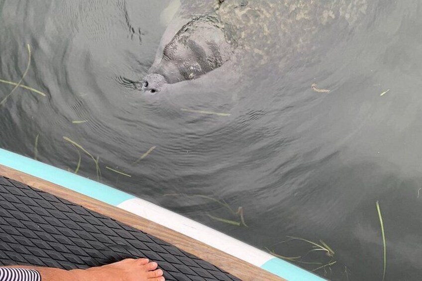 Just another curious manatee in Osprey! 3