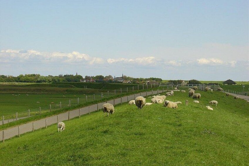 A grassy field with a fence, sheep grazing, and a road in the background. 3