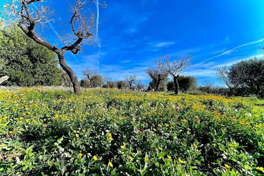 Viator Exclusive: 6 Course Meal from Traditional Apulian Recipes 3