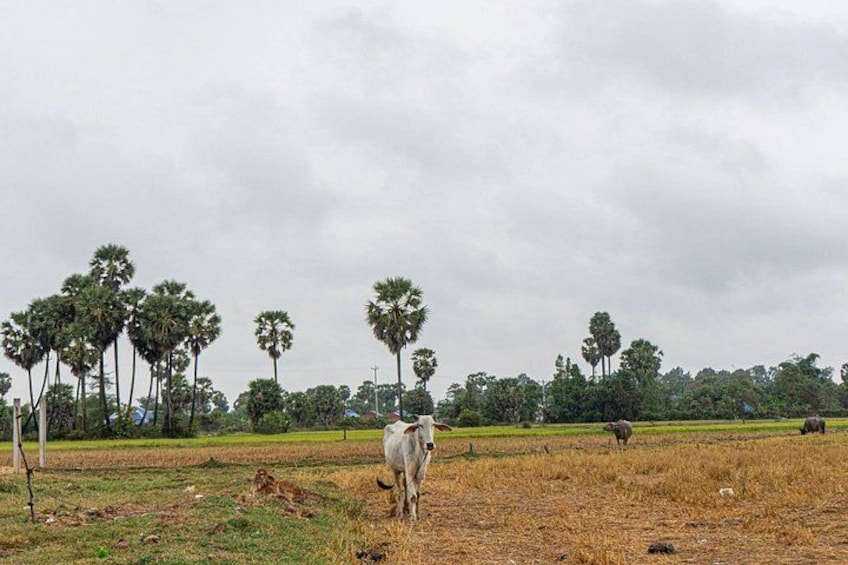 A cow grazing in a field with palm trees in the background. 2