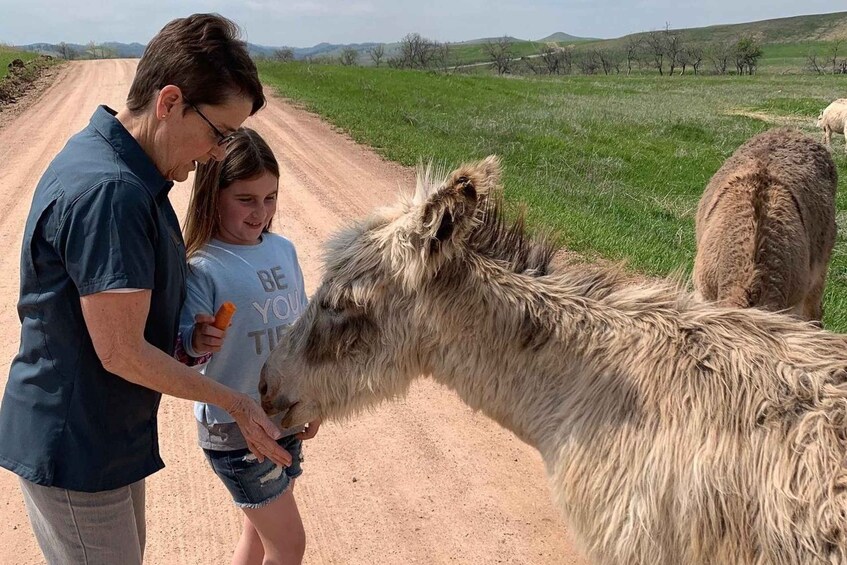 From Rapid City: Custer State Park Private Safari and Hiking 2