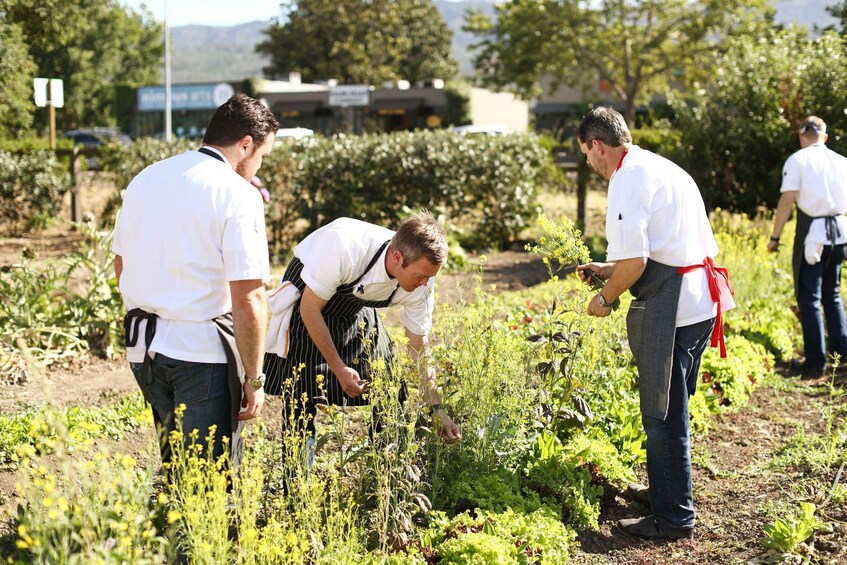 Picture 25 for Activity From San Francisco: Napa Valley & Sonoma Private Wine Tour 5