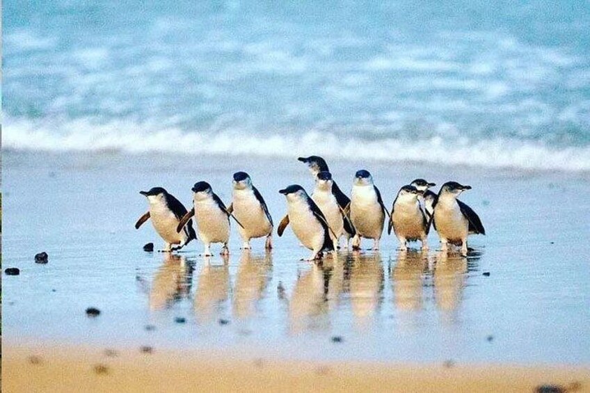 Penguin Parade 2