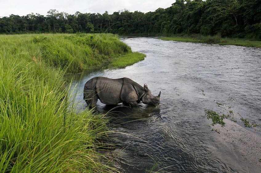 3 Nights 4 Days Chitwan National Park with Tower Night Stay 1