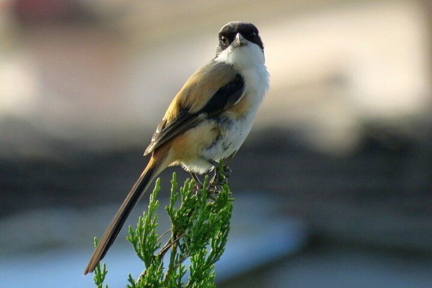 A bird perched on a green plant. 5