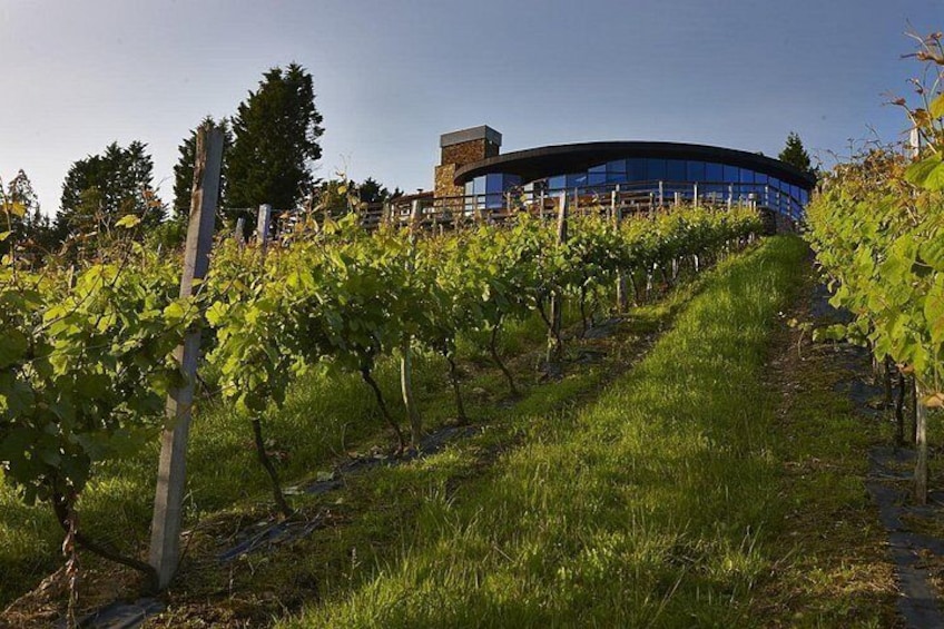 Bodega Berrojas 4