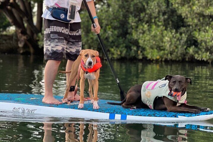 Private Paddle Boarding in Haleiwa with Rescue Dogs