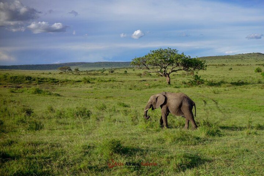 A grassy field with a single elephant and a tree. 5