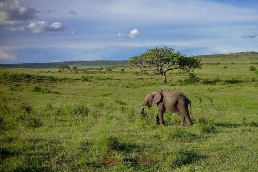 4 Days Safari Adventure Masai Mara and Nakuru Park Group 2