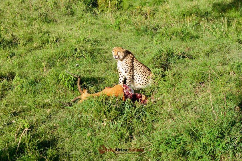 A cheetah sitting on the ground with a dead antelope. 2