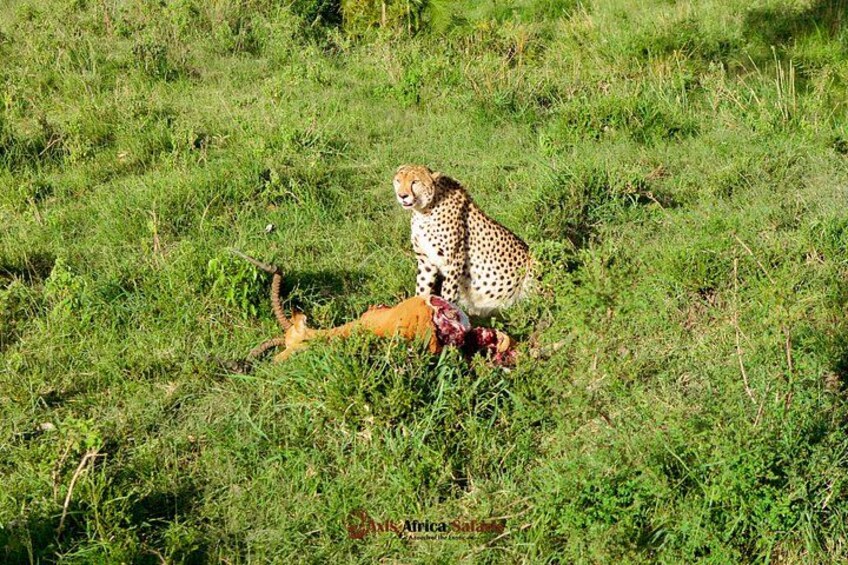 A cheetah sitting on the ground with a dead animal nearby. 2