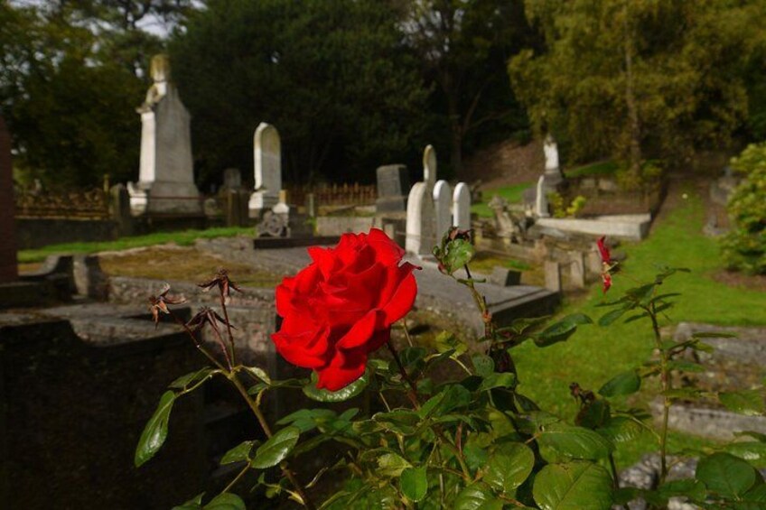 A cemetery with tombstones and a red rose in the foreground. 5
