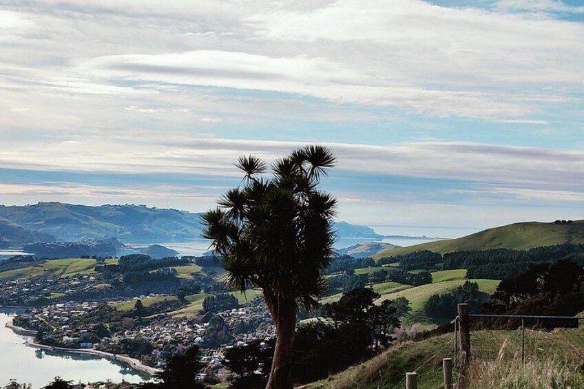 Heritage City and Larnach Castle Van tour with Historian Guide 2