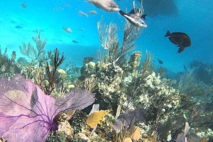 Escena submarina con varios peces nadando cerca de arrecifes de coral. 3
