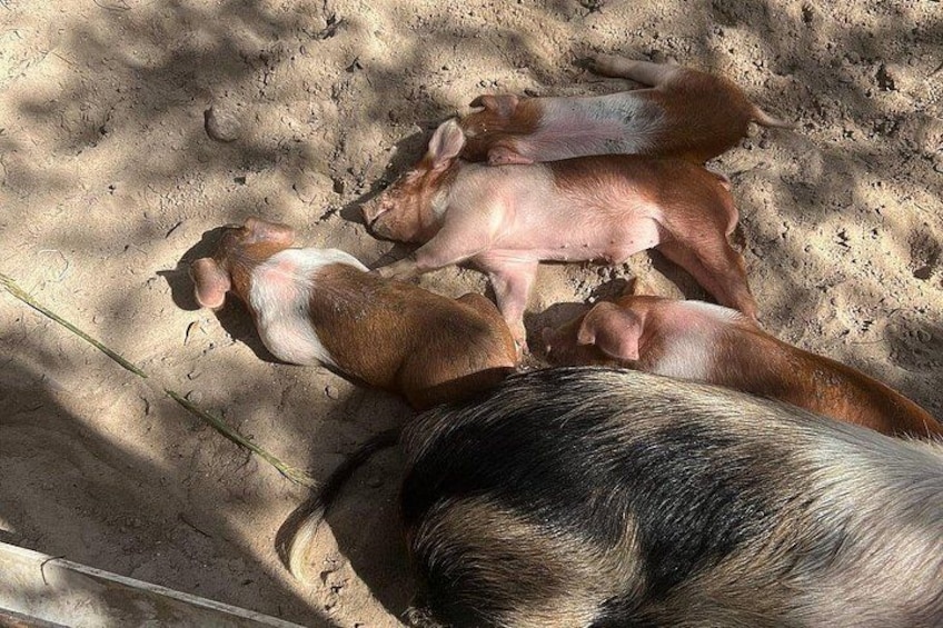 Un cerdo con pelaje blanco y negro acostado sobre arena. 4