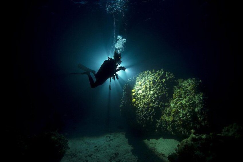 A diver underwater with a light source, surrounded by marine flora. 2