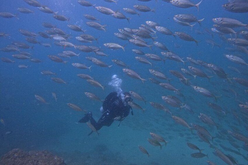 Night Diving in Fujairah 4