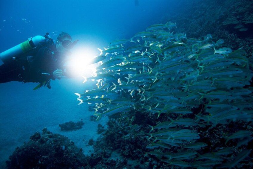 A diver with a flashlight illuminating a school of fish. 1