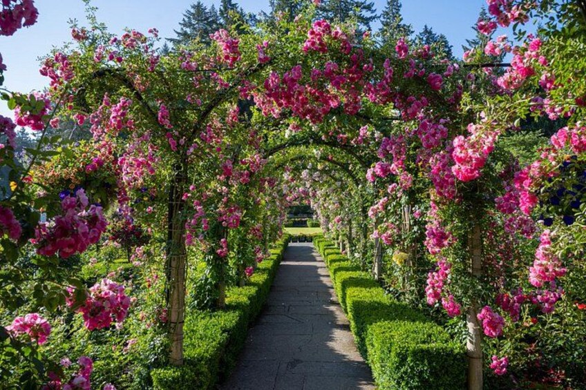 Ein Garten mit einem Pfad, der von blühenden rosa Bäumen und ordentlich geschnittenen Hecken gesäumt wird. 5