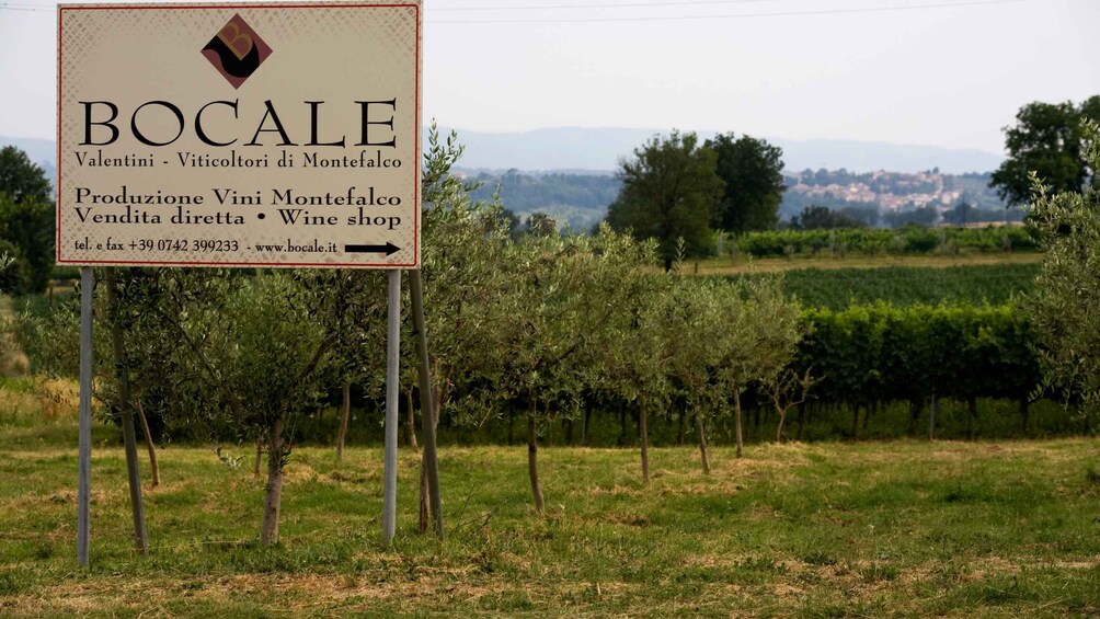 Picture 17 for Activity Montefalco: Winery and Vineyard Tour and Private Tasting 2