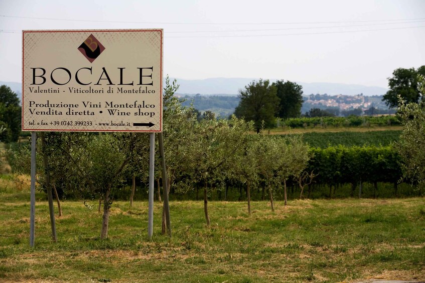 Picture 17 for Activity Montefalco: Winery and Vineyard Tour and Private Tasting 2