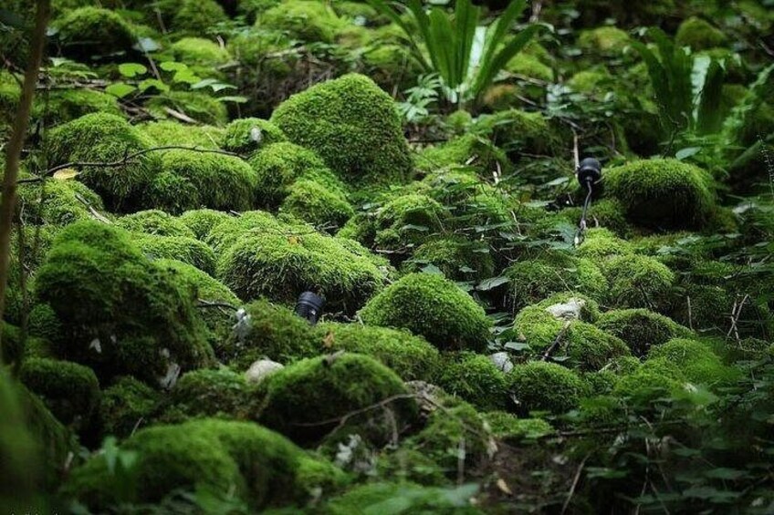 A forest floor covered with green moss. 3