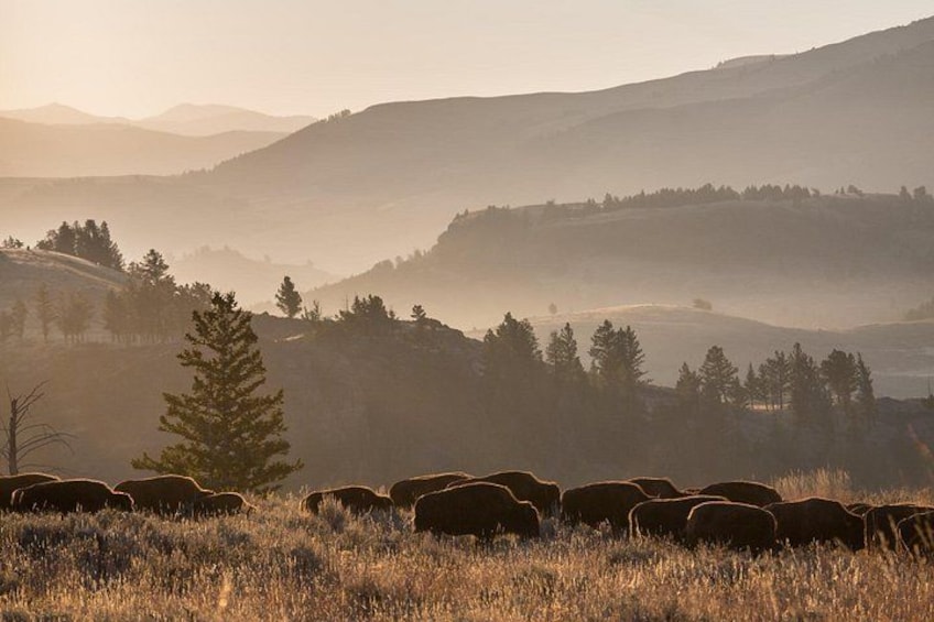 Yellowstone’s Northern Range is home to the greatest concentration of large mammals anywhere in the lower 48, including bison, elk, moose, grizzly bears, wolves, and more. 2
