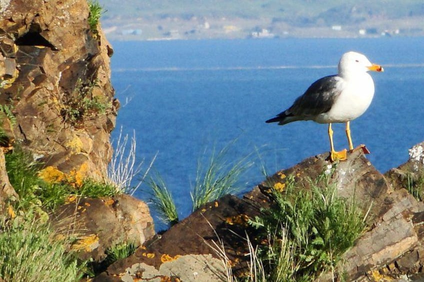 Una gaviota posada sobre un promontorio rocoso, con el mar al fondo. 1
