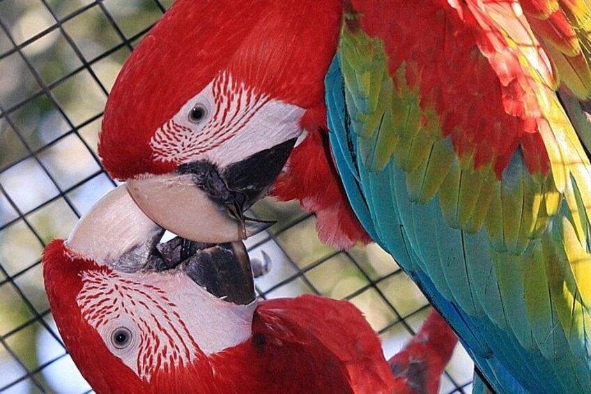 Dos guacamayos rojos con rostros blancos y picos negros posados en una malla de alambre. 3