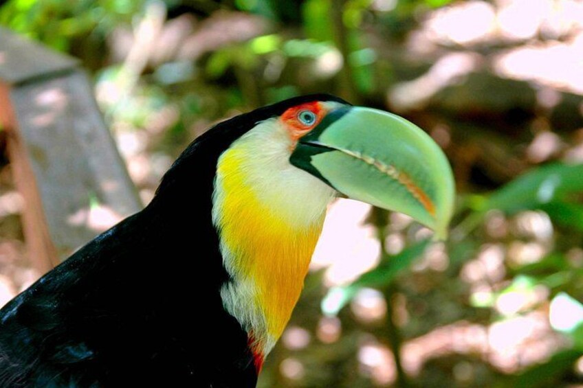 Un tucán con un pico grande, plumas negras y una garganta amarilla y blanca. 2