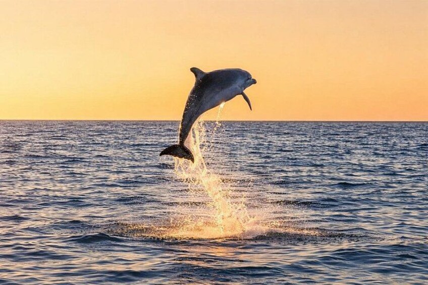 Destin Dolphin Cruise 2