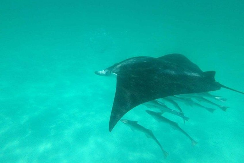 Destin Dolphin Cruise 2
