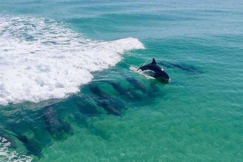 Destin Dolphin Cruise 3
