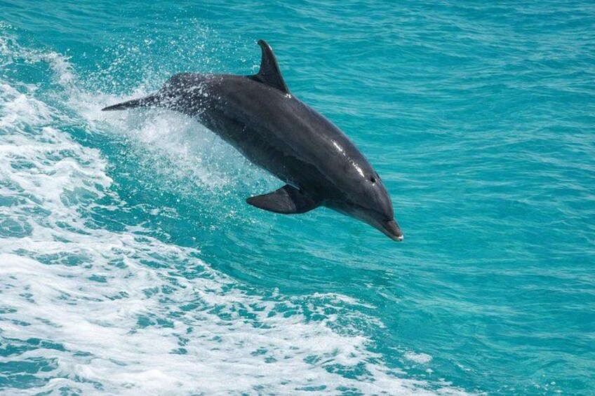 Destin Dolphin Cruise 2